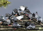 Miller's Pest Control - Birds House Bird Problems