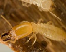Miller's Pest Control - Termite Control Termite Head