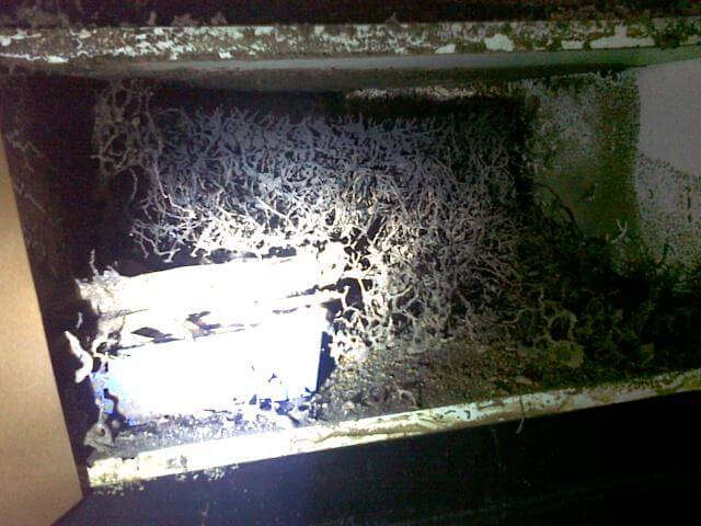 Miller's Pest Control - Termite Inspection Termites Living in Hidden Areas